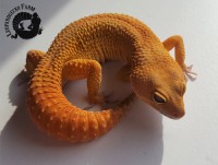 /album/fotogalerie-startseite/ol-dunkel-2-jpg/